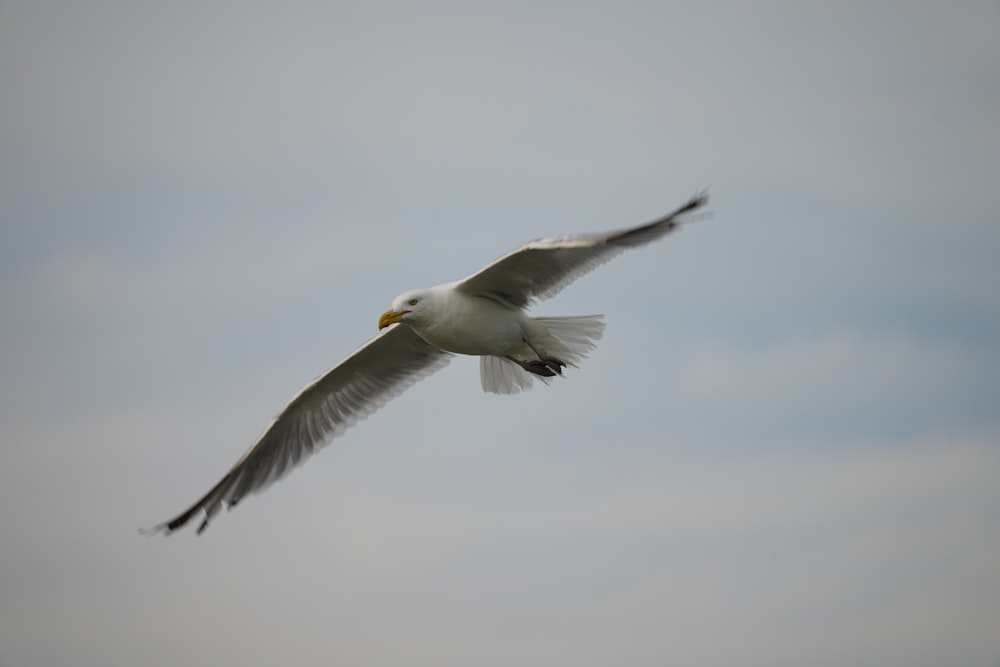 a white bird flying through a cloudy sky