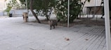 A cat walks on a tile-paved patio surrounded by trees and shrubs. There are a few dry leaves scattered on the ground. In the background, a table and a chair are partially visible.