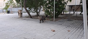 A cat walks on a tile-paved patio surrounded by trees and shrubs. There are a few dry leaves scattered on the ground. In the background, a table and a chair are partially visible.