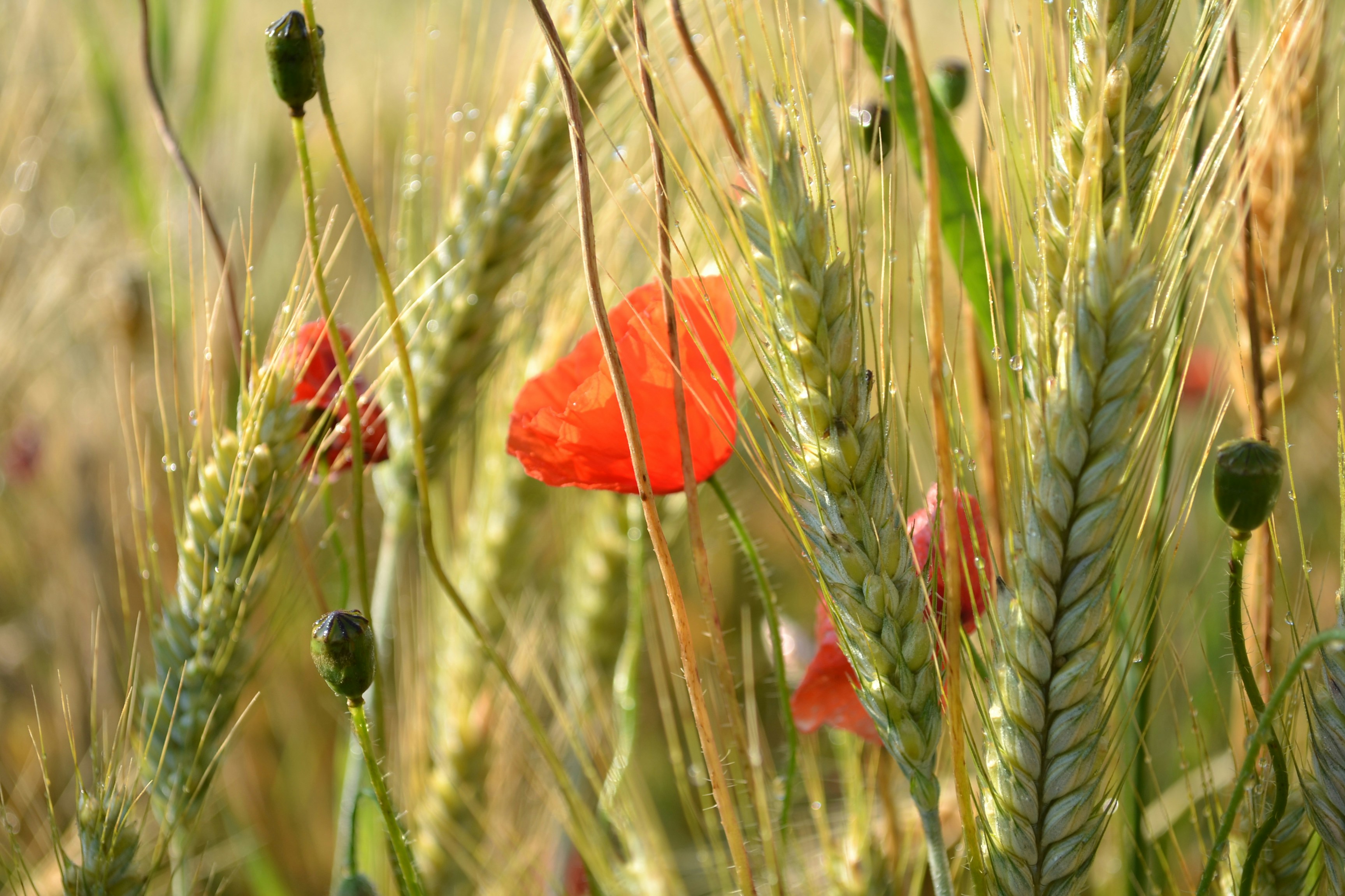 a red poppy in a field of wheat