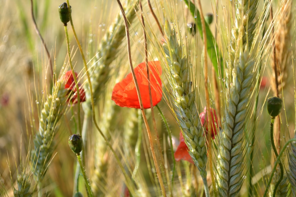 a red poppy in a field of wheat