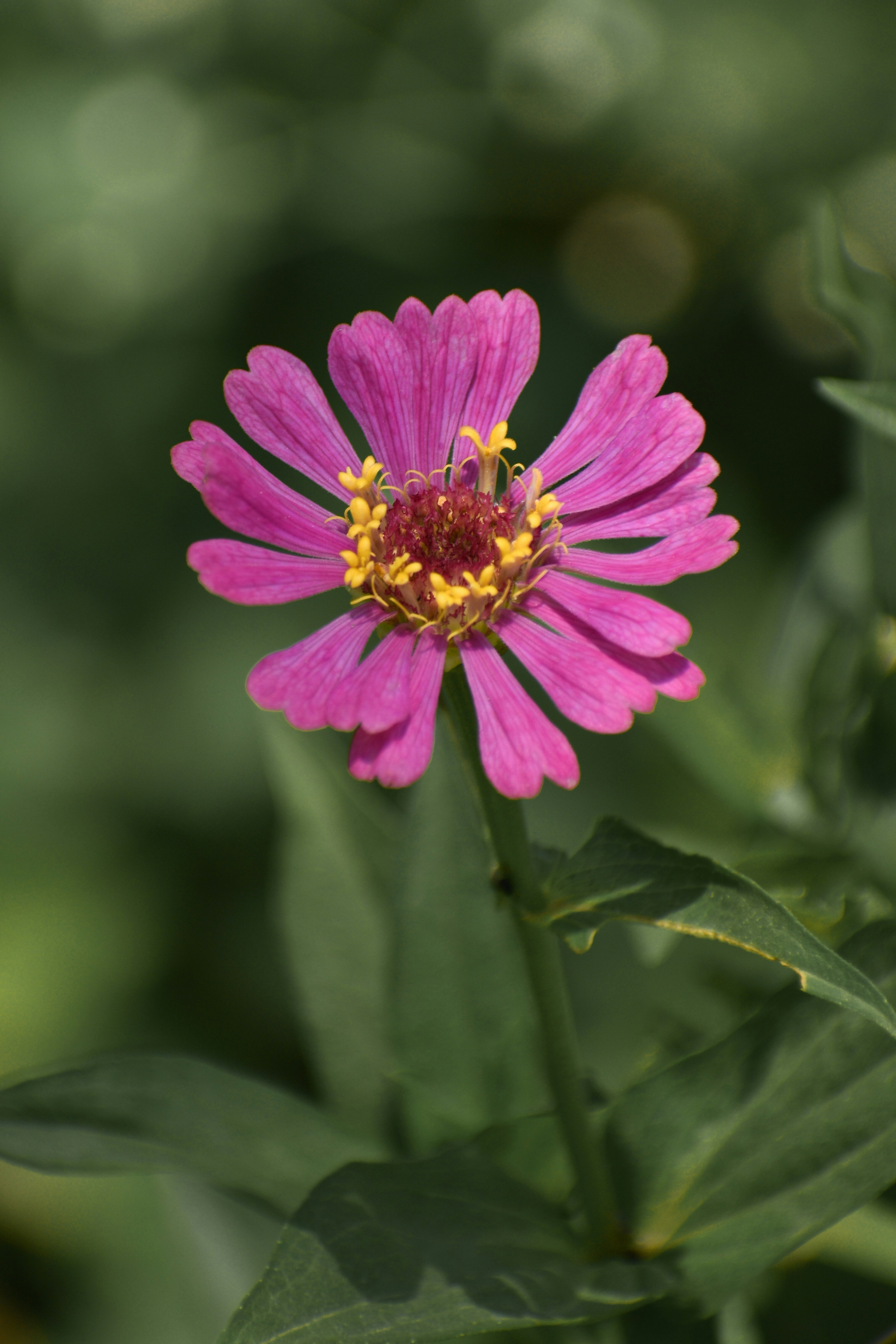 Photo by jebinephrimraj_