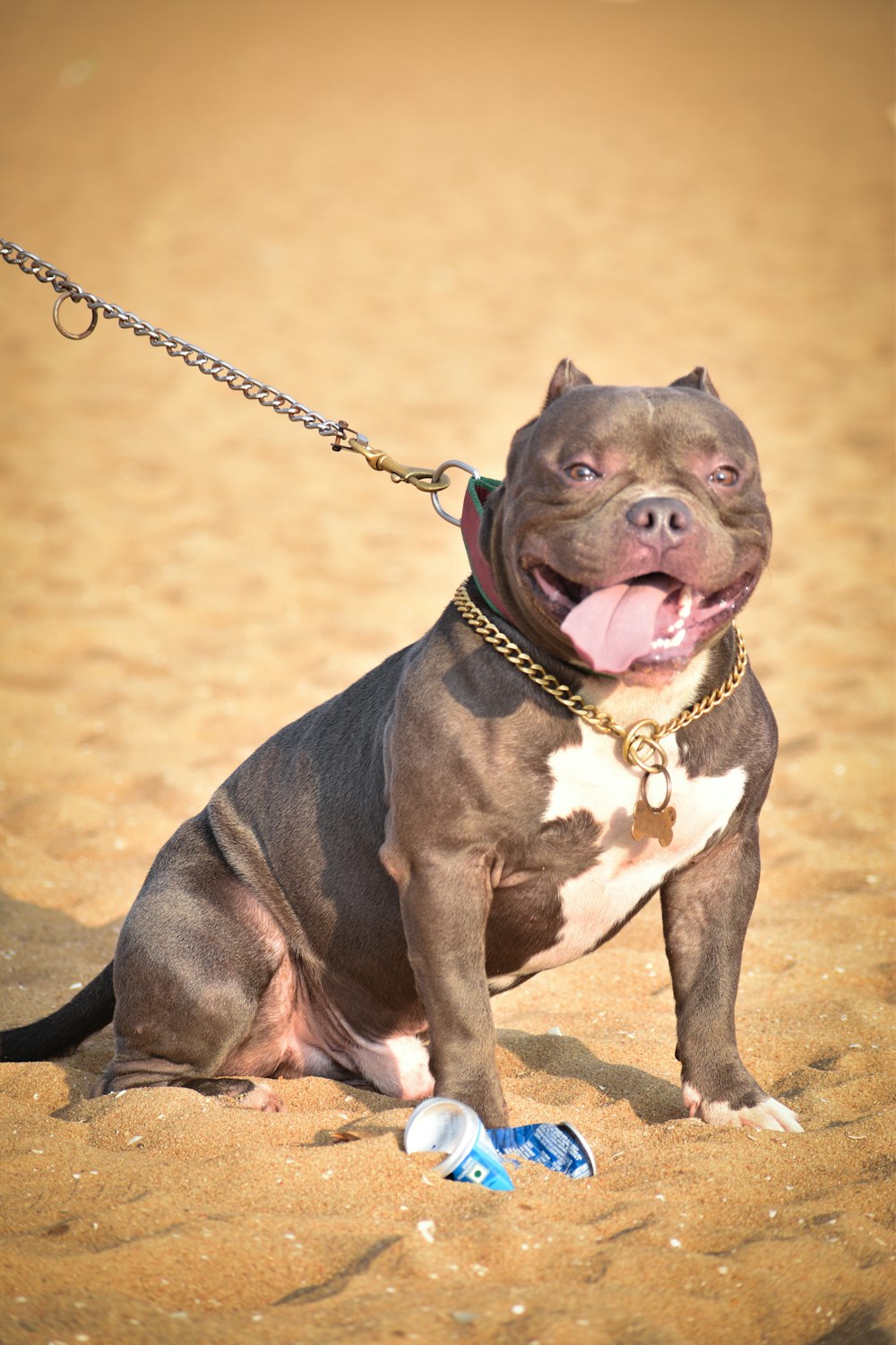 a brown and white dog sitting on top of a sandy beach