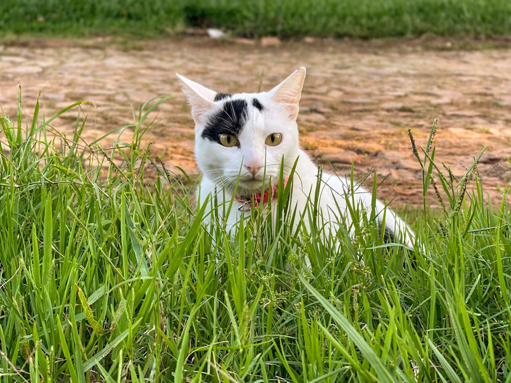 a black and white cat laying in the grass