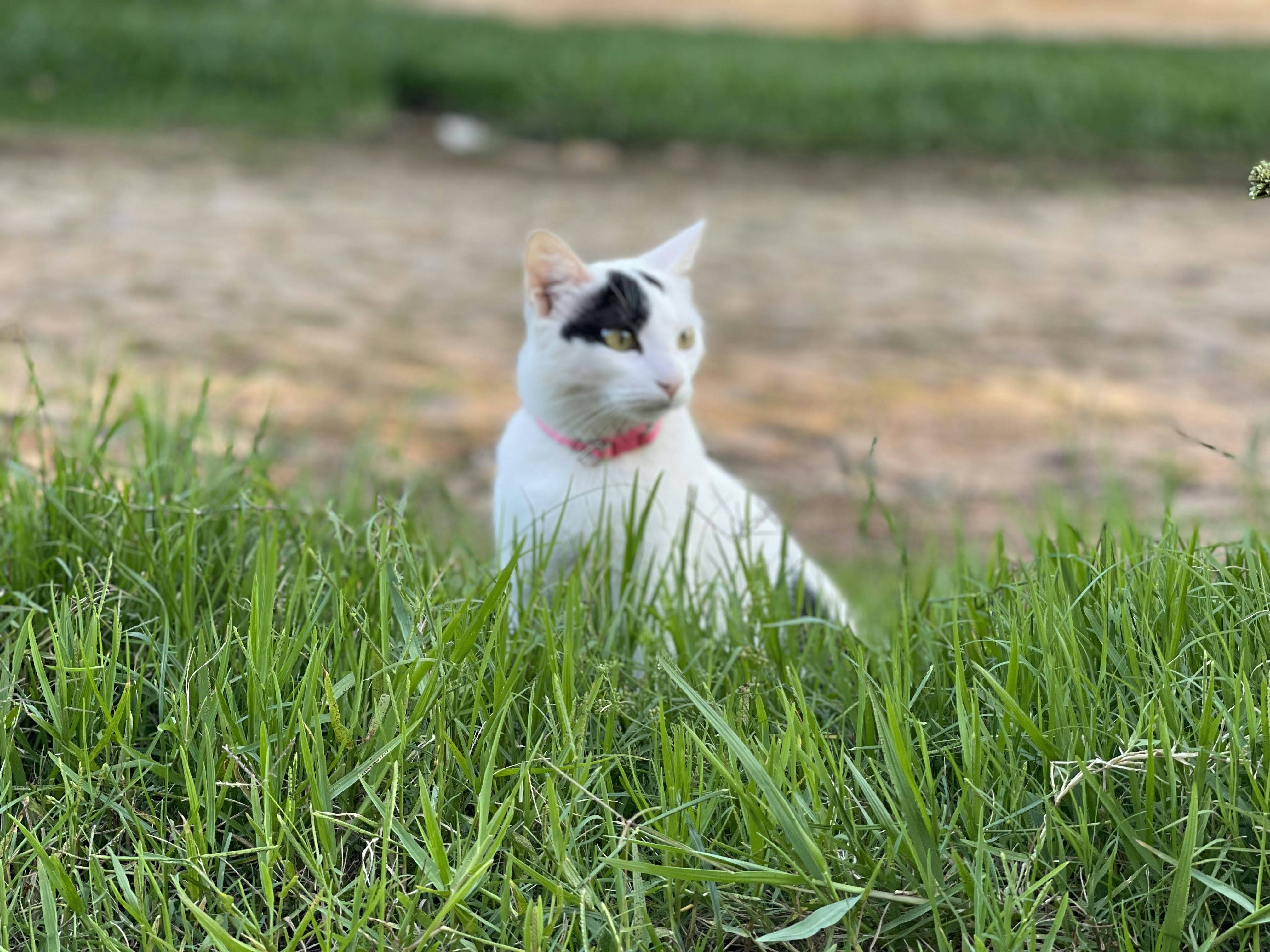 Fotomural a black and white cat sitting in the grass