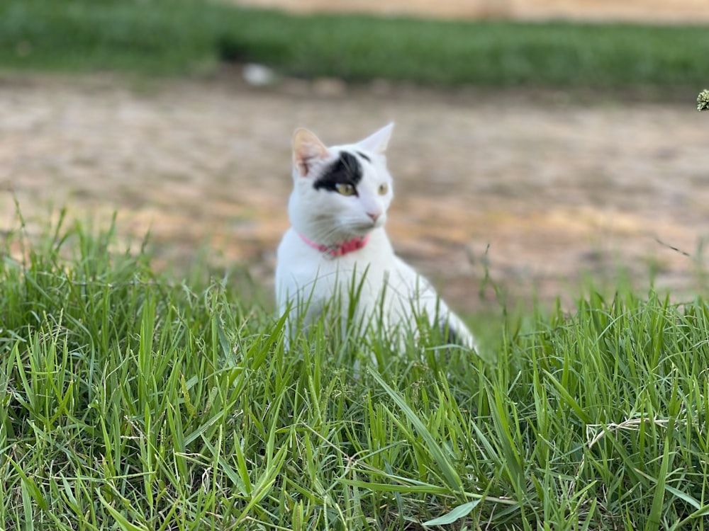 a black and white cat sitting in the grass