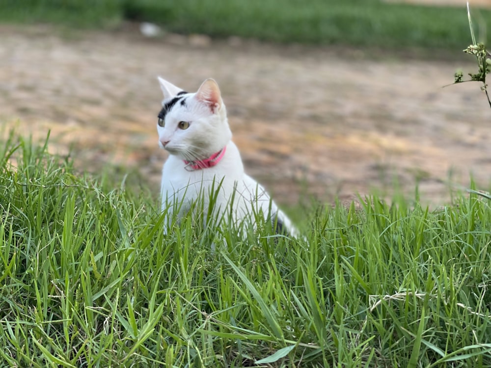 a white and black cat sitting in the grass