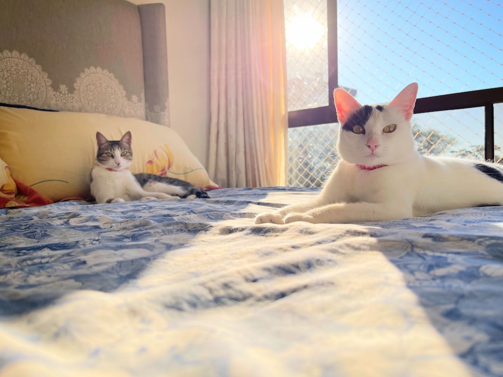 a couple of cats laying on top of a bed