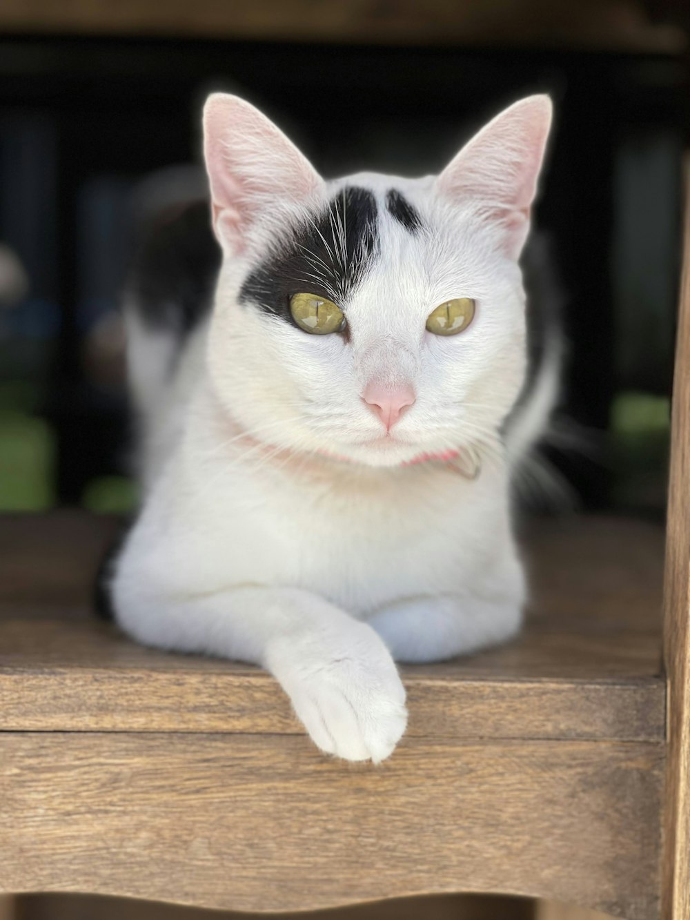 a black and white cat sitting on top of a wooden chair