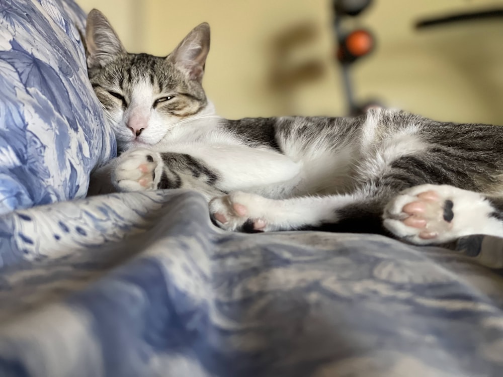 a gray and white cat laying on top of a bed