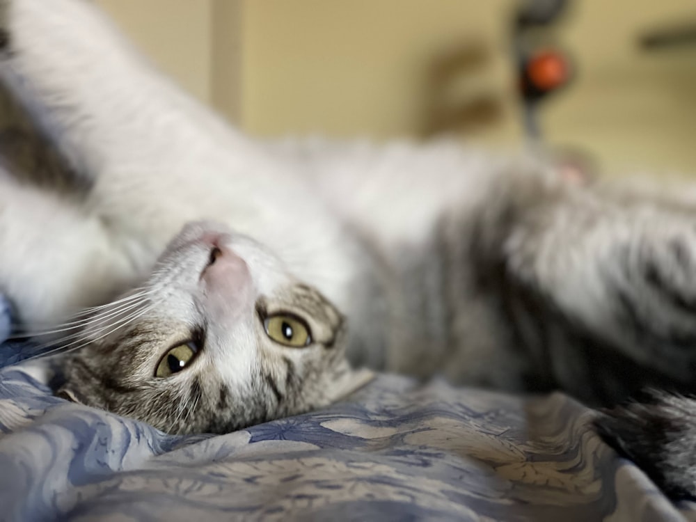 a cat laying on its back on a bed