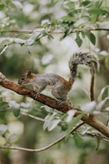 A squirrel with a bushy tail perches on a tree branch surrounded by lush green leaves. The scene conveys a sense of calm and natural tranquility.