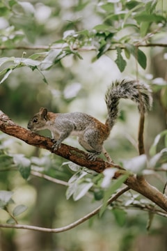 A squirrel with a bushy tail perches on a tree branch surrounded by lush green leaves. The scene conveys a sense of calm and natural tranquility.