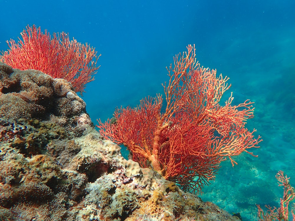 a couple of red sea fans sitting on top of a coral