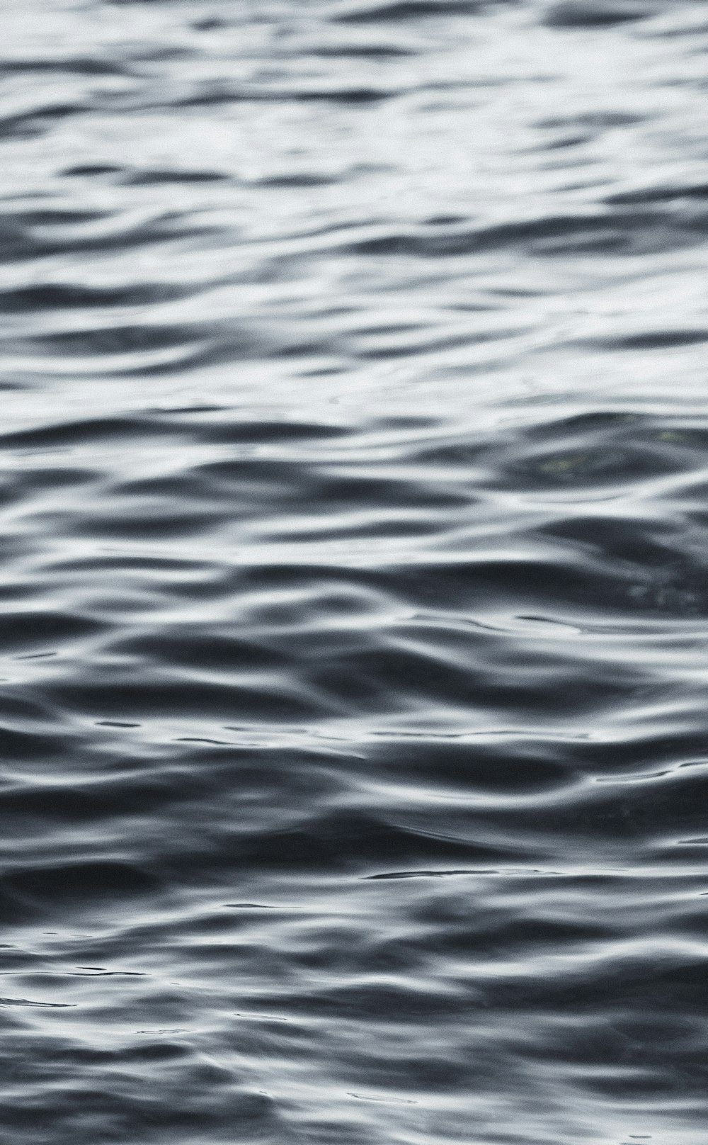 a bird flying over a body of water