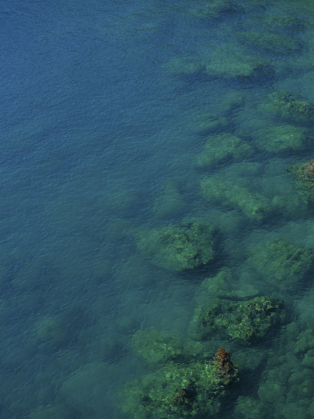 a body of water filled with lots of green algae