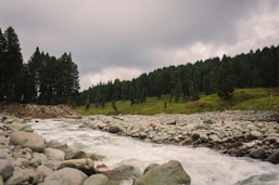 a river running through a lush green forest