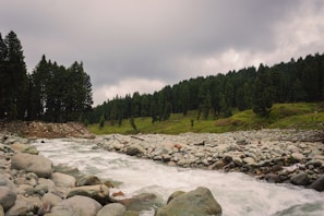 a river running through a lush green forest