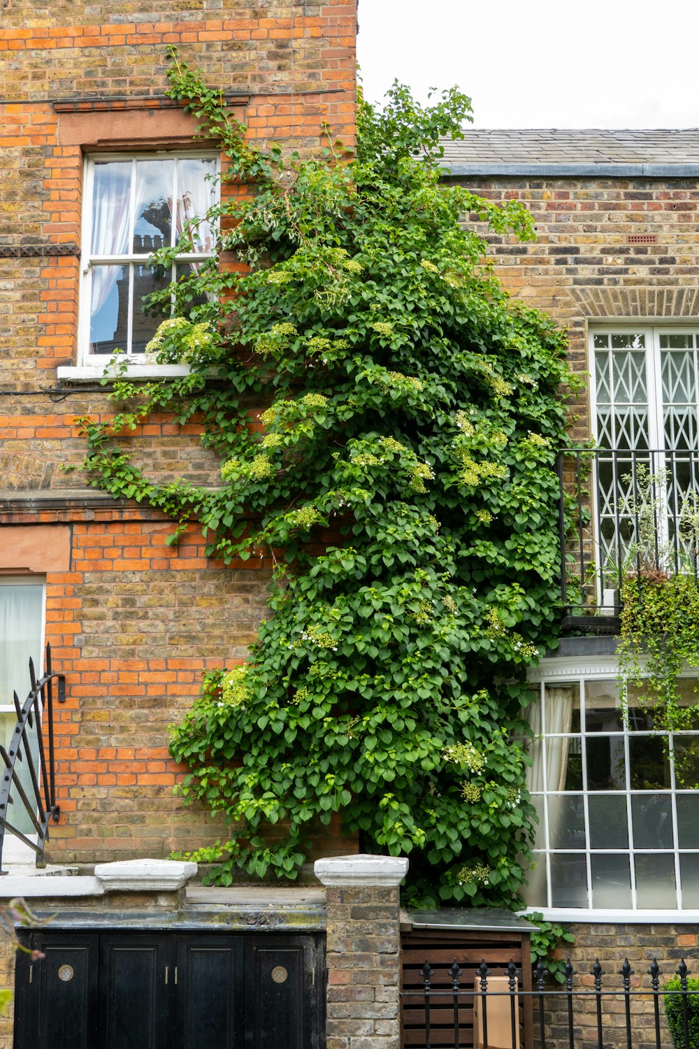 a brick building with a tree growing on it