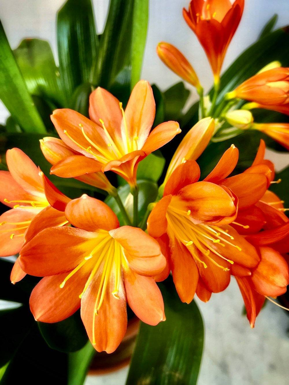 a close up of a bunch of orange flowers