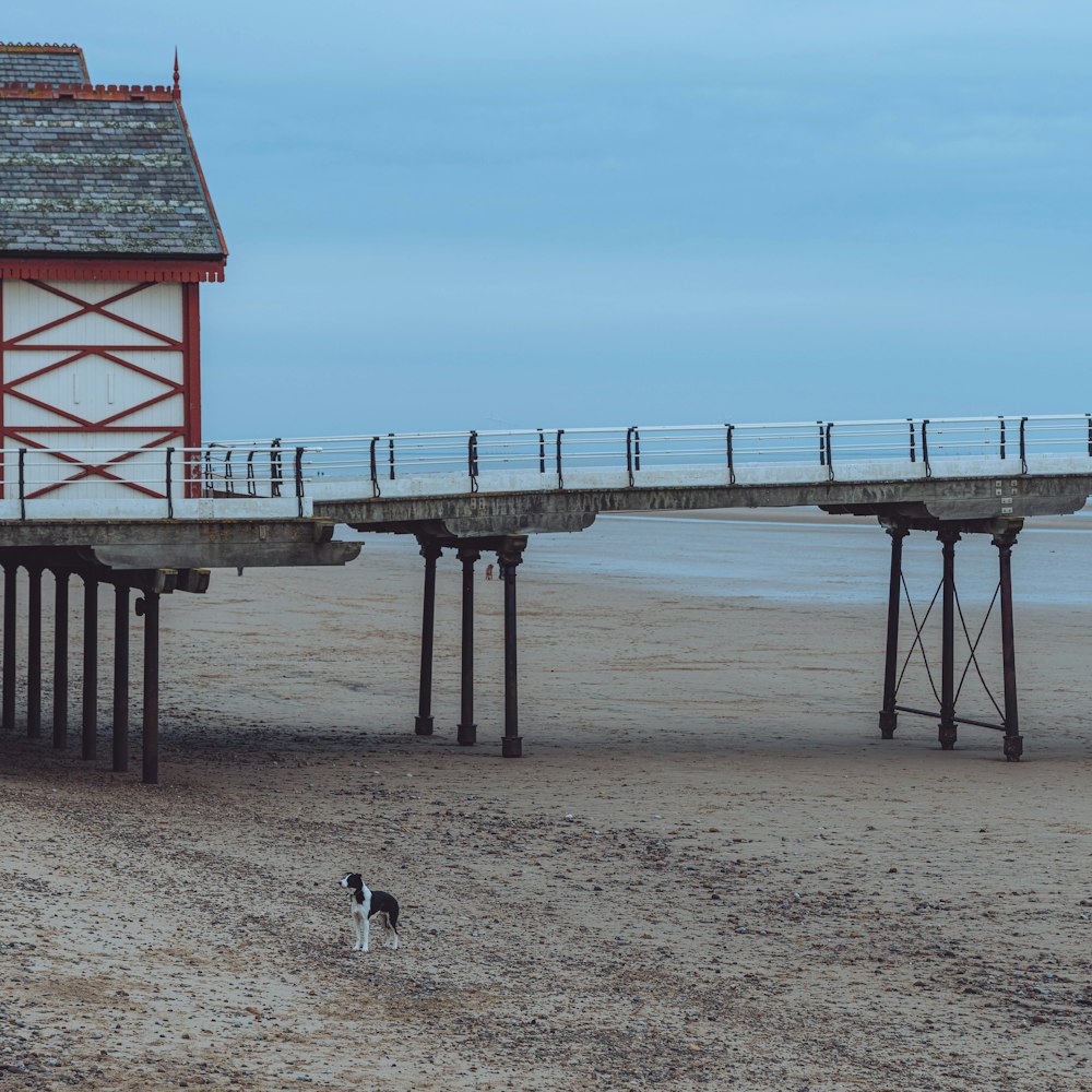 a dog walking on a beach next to a pier