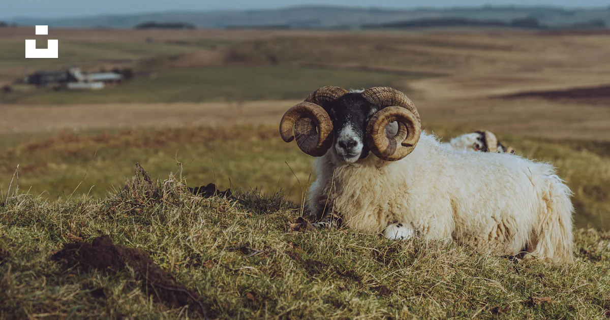 A ram laying in a grassy field on a cloudy day photo – Free Uk Image on ...