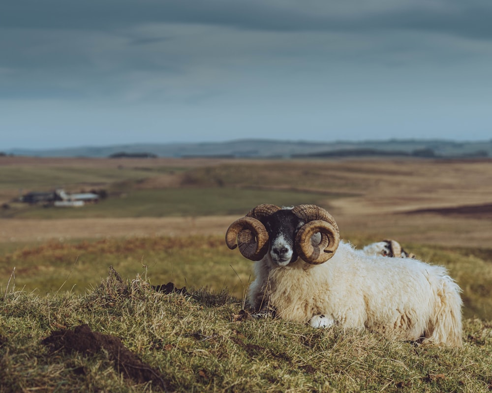 a ram laying in a grassy field on a cloudy day