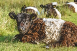 A group of Belted Galloway cows with distinct black and white fur lying on a grassy field. The foreground features a cow resting and looking towards the camera, with others blurred in the background. The setting is lush and serene, surrounded by tall green grass.