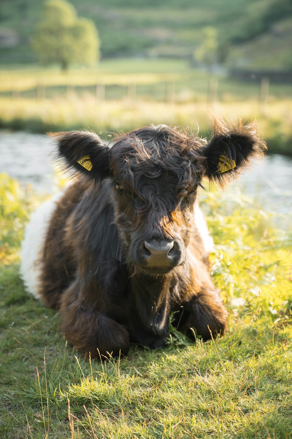 a brown and white cow laying on top of a lush green field