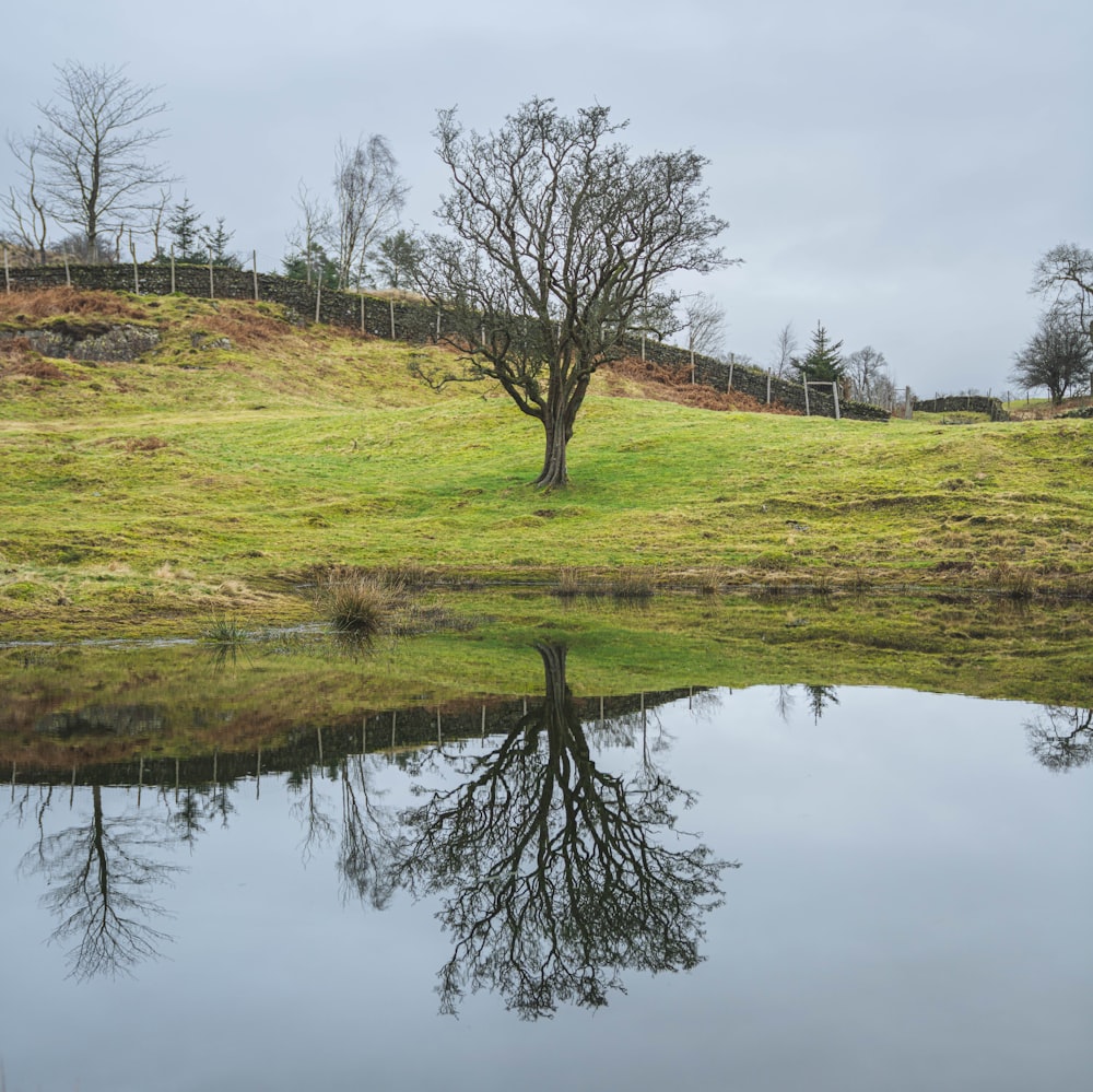 a tree is reflected in the still water of a pond