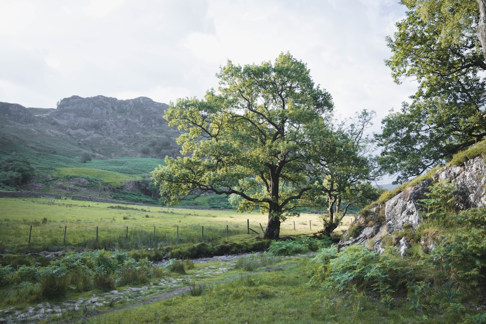 a grassy field with a tree and a mountain in the background