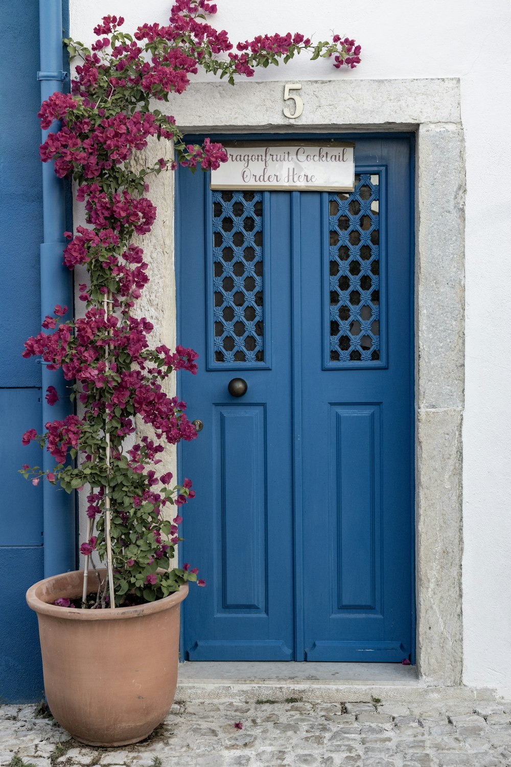 a potted plant with purple flowers in front of a blue door