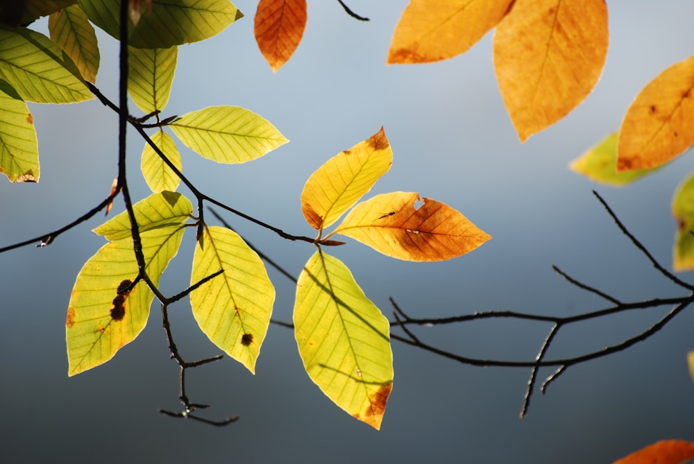 a tree branch with yellow leaves against a blue sky