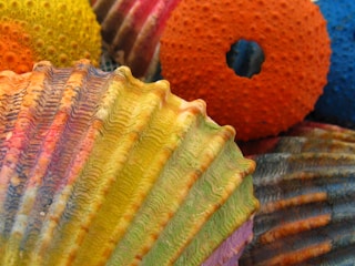 Several sea shells of different shapes and textures, painted in vibrant colors including yellow, orange, blue, purple, and green, are clustered together. The textures range from smooth to ridged with intricate patterns.