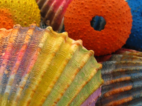 Several sea shells of different shapes and textures, painted in vibrant colors including yellow, orange, blue, purple, and green, are clustered together. The textures range from smooth to ridged with intricate patterns.