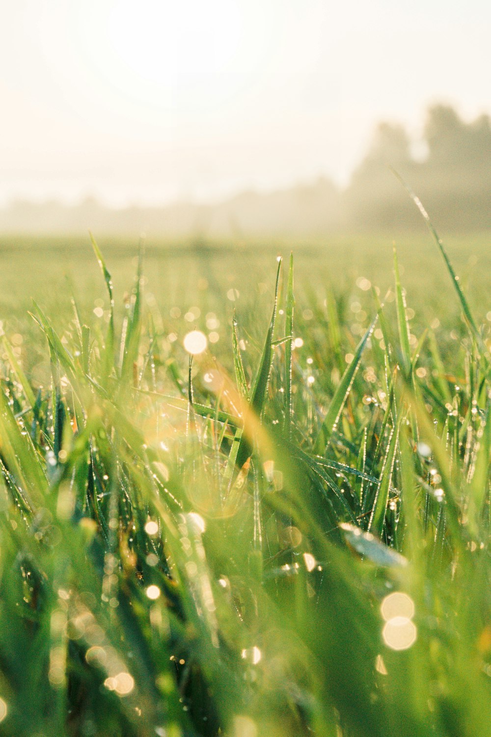 a field of grass with drops of water on it