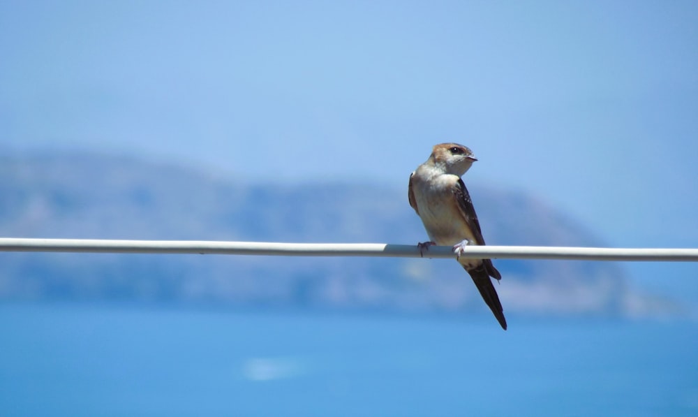 a small bird sitting on a wire by the water