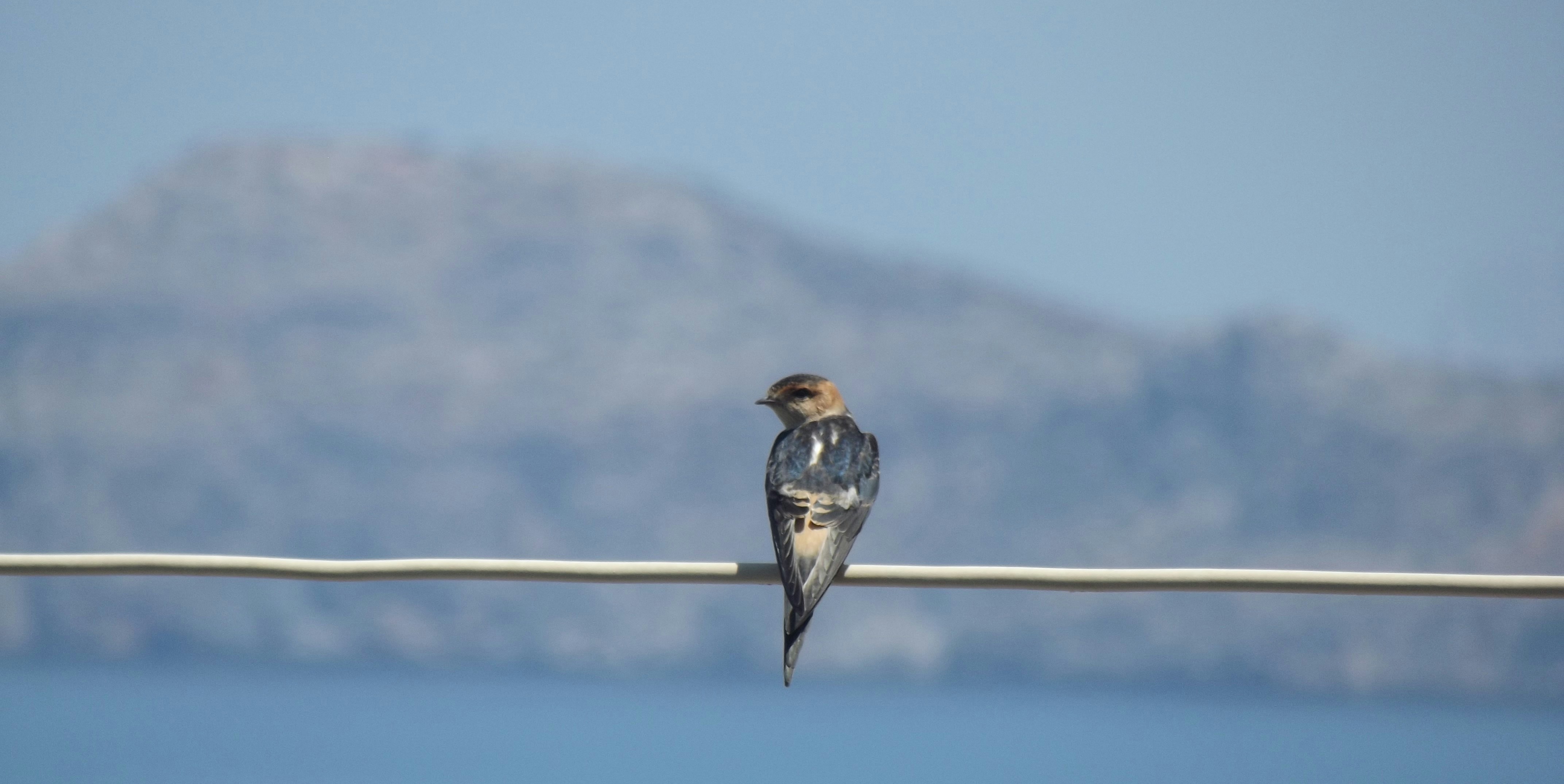 Dysphagia Quiz Test Your Knowledge of Swallowing Disorders