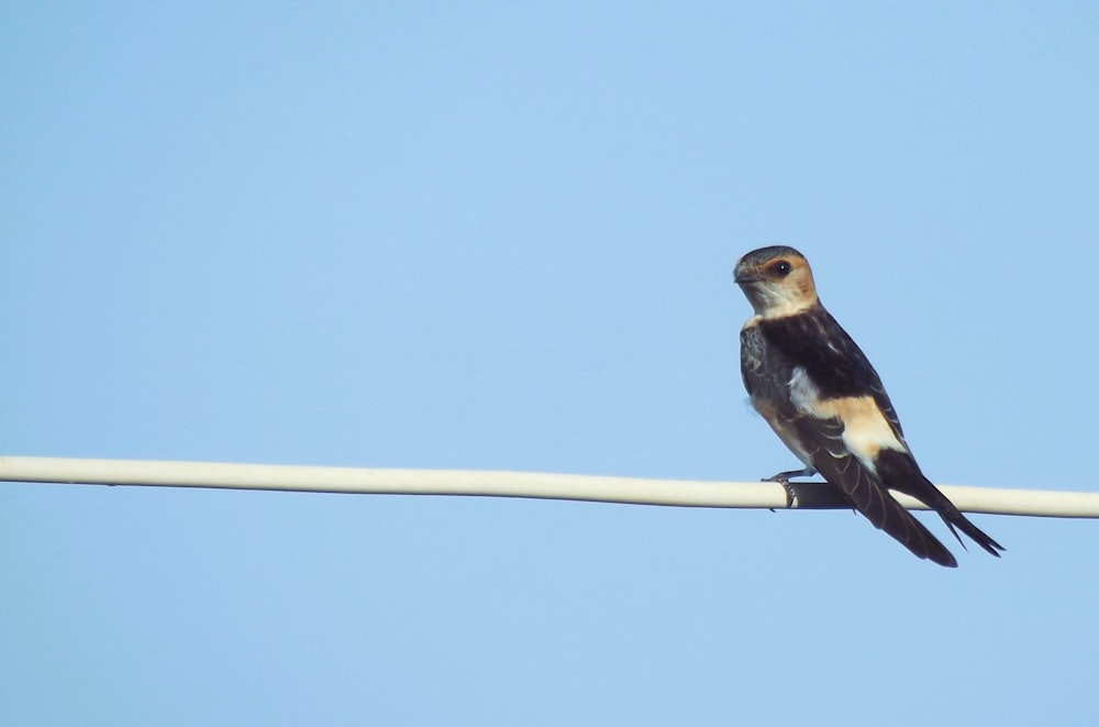 a bird sitting on top of a white wire