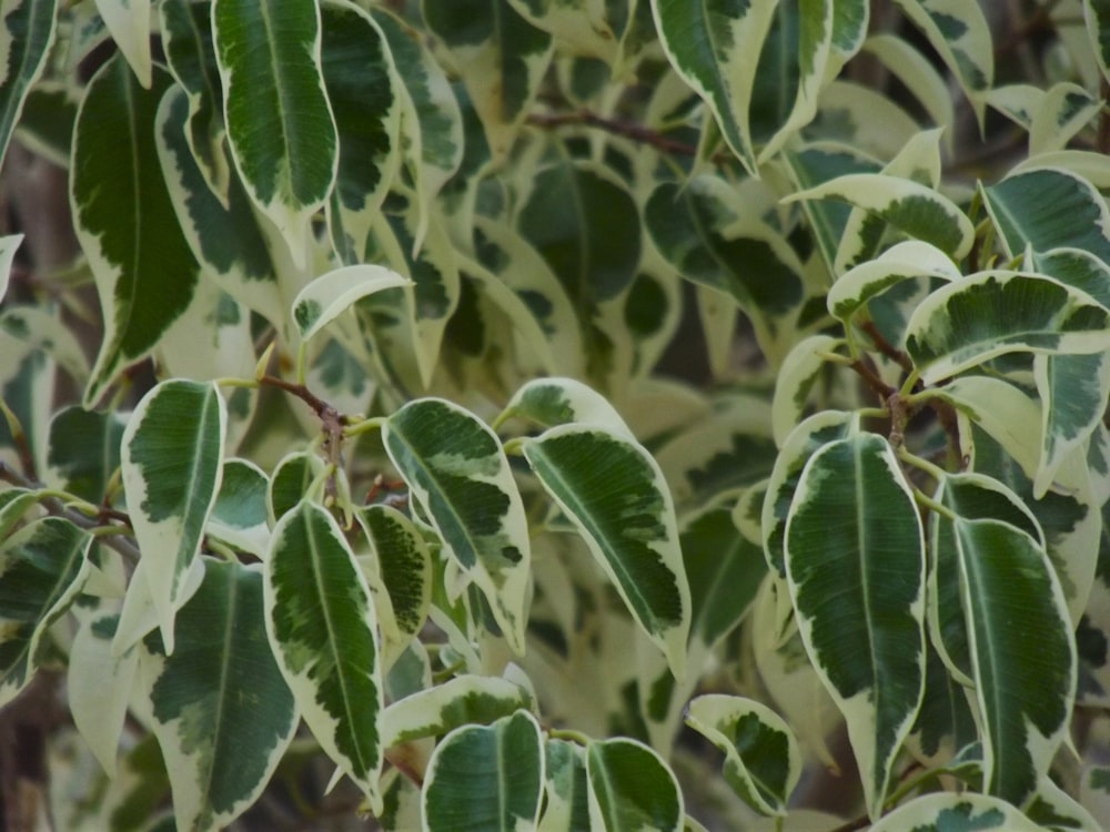 a close up of a tree with green leaves