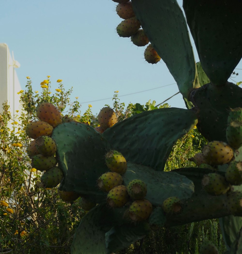 a bunch of fruit hanging from a tree