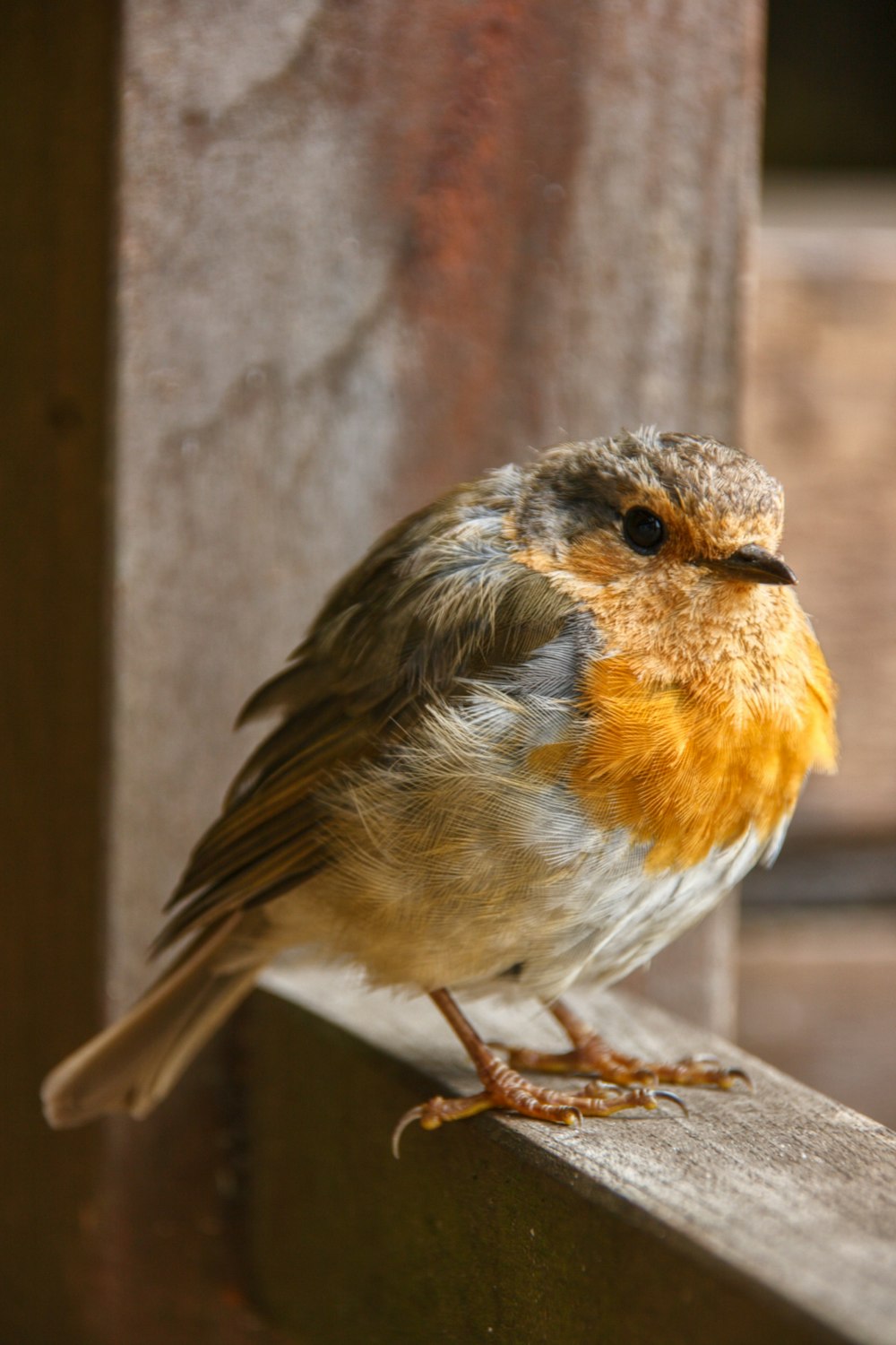 un piccolo uccello seduto sulla cima di una panca di legno