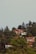 Several houses with red roofs are nestled among a dense collection of trees on a hillside. The architecture features simple, modern designs with considerable greenery surrounding each building. Tall evergreen trees tower over the houses, adding to the lush landscape.