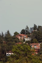 Several houses with red roofs are nestled among a dense collection of trees on a hillside. The architecture features simple, modern designs with considerable greenery surrounding each building. Tall evergreen trees tower over the houses, adding to the lush landscape.