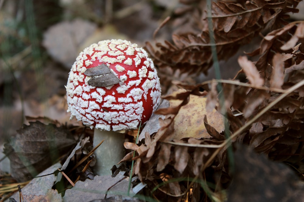 a red and white mushroom sitting on top of leaves