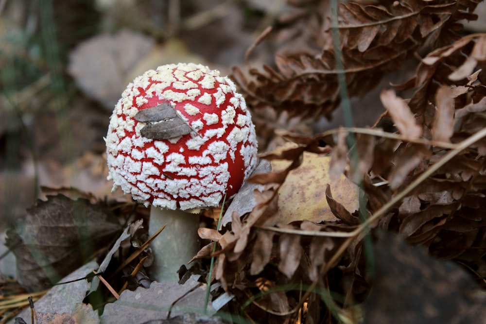 나뭇잎 위에 앉아있는 빨간색과 흰색 버섯