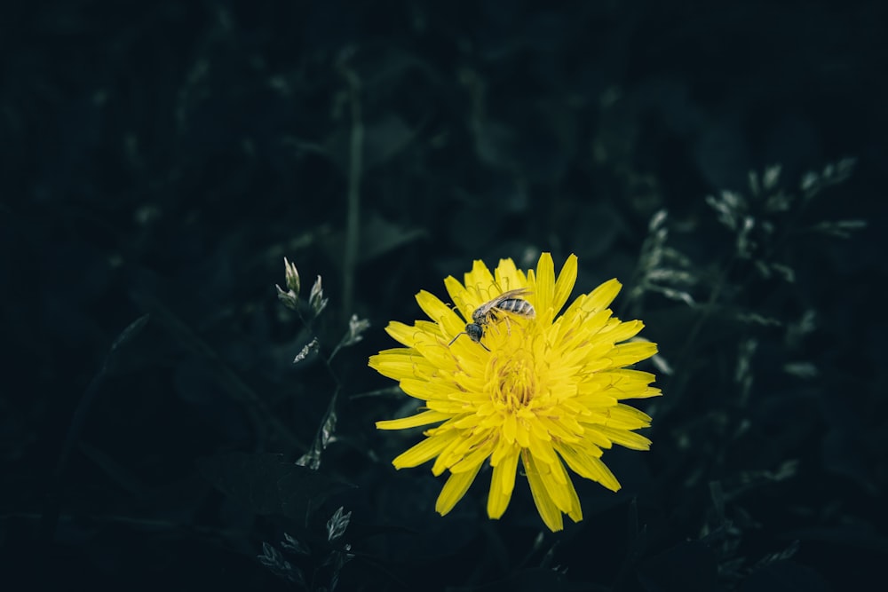 a yellow flower with a bee on it