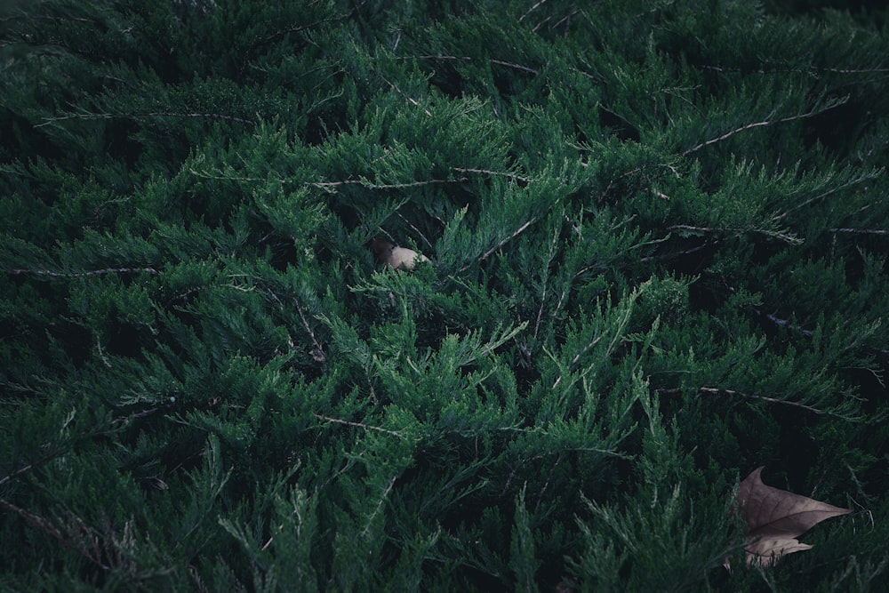 a green bush with leaves on it in the dark