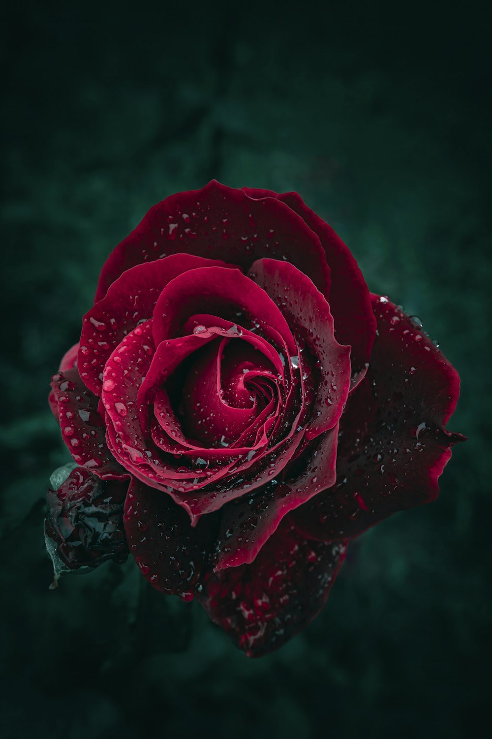 a red rose with water droplets on it