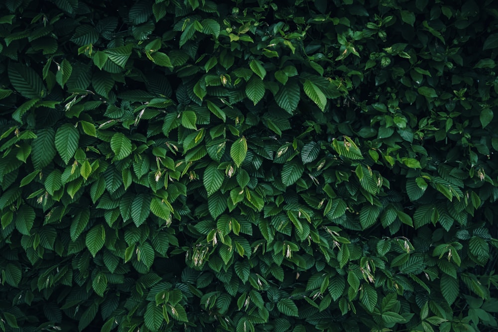 a green wall covered in lots of leaves